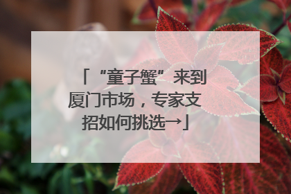 “童子蟹”来到厦门市场，专家支招如何挑选→