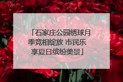 石家庄公园绣球月季竞相绽放 市民乐享夏日缤纷美景