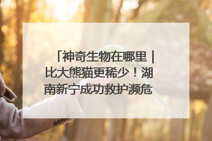 神奇生物在哪里｜比大熊猫更稀少！湖南新宁成功救护濒危鸟类海南鳽