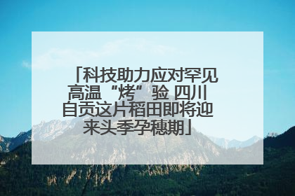 科技助力应对罕见高温“烤”验 四川自贡这片稻田即将迎来头季孕穗期