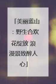 美丽蓝山：野生合欢花绽放 浪漫景致醉人心