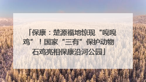 保康：楚源福地惊现“嘎嘎鸡”！国家“三有”保护动物石鸡亮相保康沿河公园