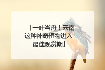 一叶当舟！云南这种神奇植物进入最佳观赏期