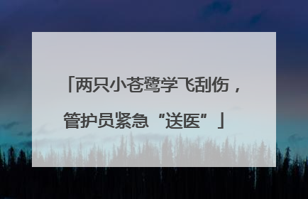 两只小苍鹭学飞刮伤，管护员紧急“送医”