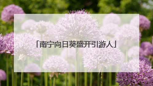 南宁向日葵盛开引游人