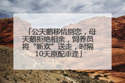 公天鹅移情别恋，母天鹅拒绝相亲，饲养员将“新欢”送走，时隔10天原配重逢