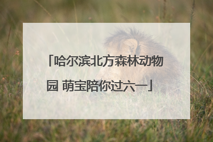 哈尔滨北方森林动物园 萌宝陪你过六一