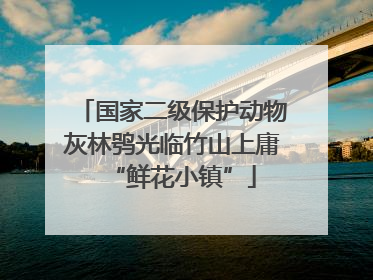 国家二级保护动物灰林鸮光临竹山上庸“鲜花小镇”