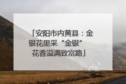 安阳市内黄县：金银花里采“金银” 花香溢满致富路