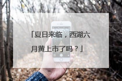 夏日来临，西湖六月黄上市了吗？