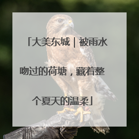 大美东城｜被雨水吻过的荷塘，藏着整个夏天的温柔