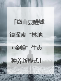 微山县驩城镇探索“林地+金蝉”生态种养新模式