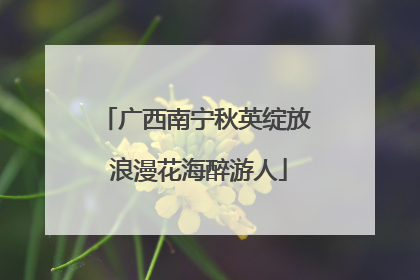 广西南宁秋英绽放 浪漫花海醉游人
