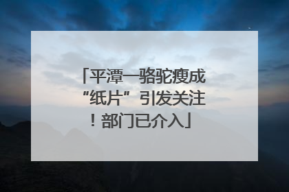 平潭一骆驼瘦成“纸片”引发关注！部门已介入