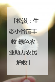 松滋：生态小番茄丰收 绿色农业助力农民增收