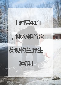 时隔41年，神农架首次发现杓兰野生种群