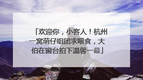欢迎你，小客人！杭州一窝萌仔组团求喂食，大伯在窗台拍下温馨一幕