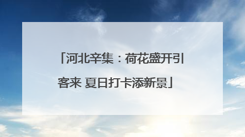河北辛集：荷花盛开引客来 夏日打卡添新景