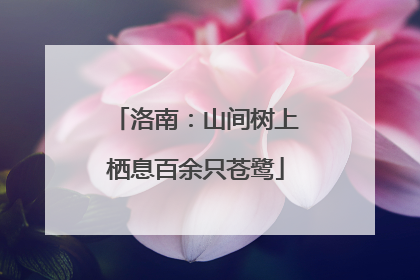 洛南：山间树上栖息百余只苍鹭