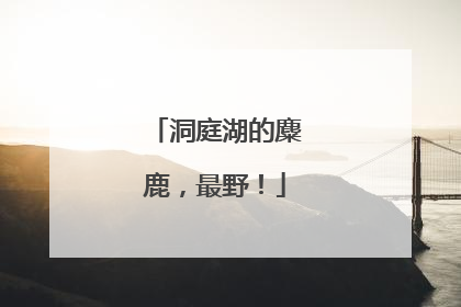 洞庭湖的麋鹿，最野！