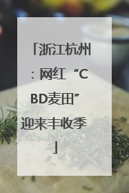 浙江杭州：网红“CBD麦田”迎来丰收季