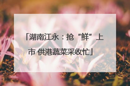 湖南江永：抢“鲜”上市 供港蔬菜采收忙