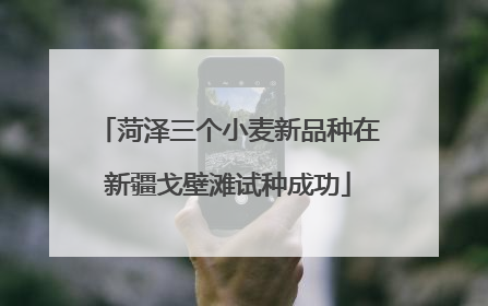 菏泽三个小麦新品种在新疆戈壁滩试种成功