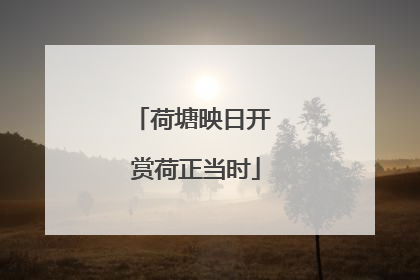 荷塘映日开 赏荷正当时