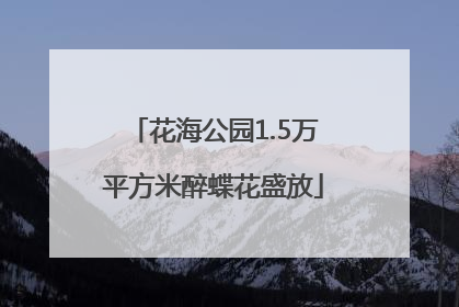 花海公园1.5万平方米醉蝶花盛放
