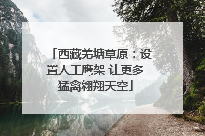 西藏羌塘草原：设置人工鹰架 让更多猛禽翱翔天空