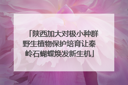 陕西加大对极小种群野生植物保护培育让秦岭石蝴蝶焕发新生机
