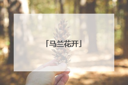 马兰花开