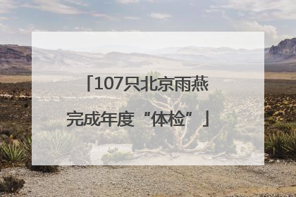 107只北京雨燕完成年度“体检”